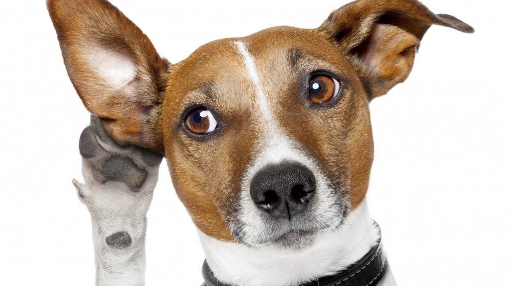 7 razones inteligentes por las que debería hablar menos y escuchar más