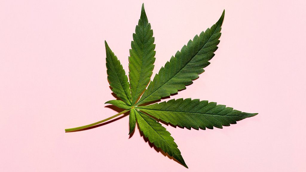 La extraña historia de TreatWell, la startup de cannabis para mascotas fundada por '#PermitPatty' Alison Ettel