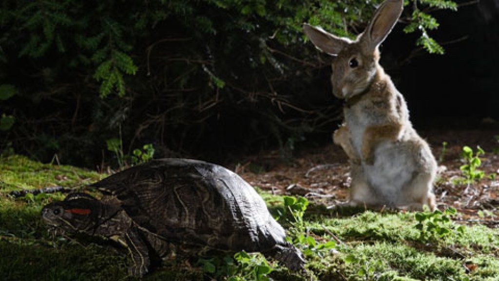 Qui gagne : l'opportuniste ou l'opportuniste ?