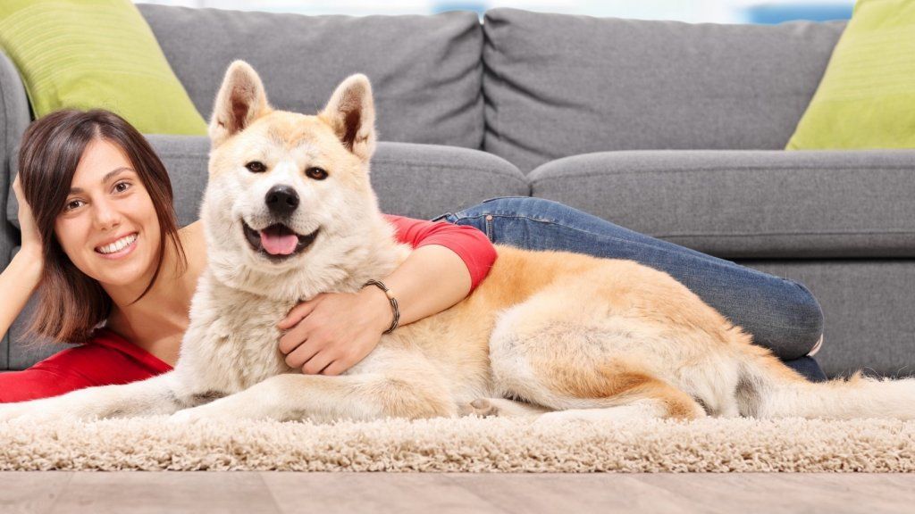 Tolong Perlakukan Anjing Anda Seperti Anjing